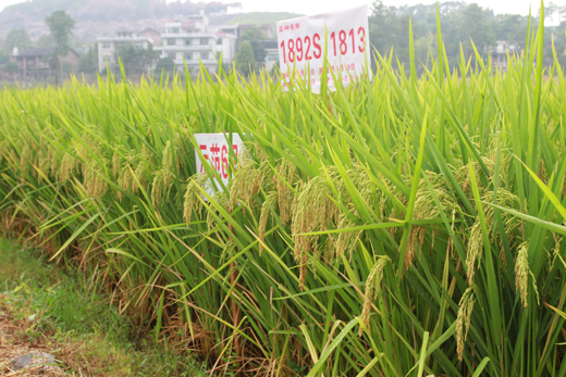 徽兩（liǎng）優1813