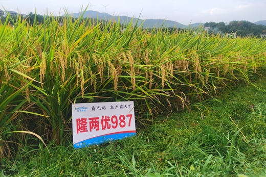隆（lóng）兩優987——霸氣稻