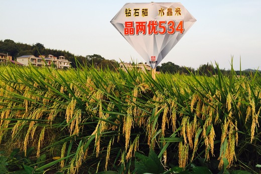 鑽石稻——晶兩（liǎng）優534