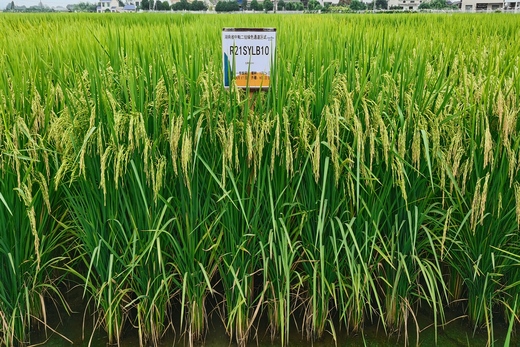 伍兩優（yōu）0243