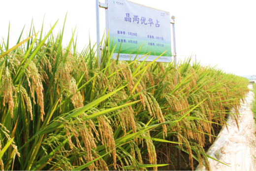 晶兩優華（huá）占——造福稻