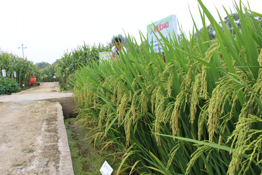 隆兩（liǎng）優3463