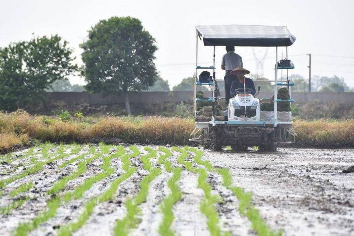 春播正當時，警惕寒潮突（tū）襲（xí）！