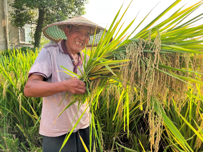 降低高溫天氣不利影響 安徽省印（yìn）發水稻生產田（tián）管技術指導意見