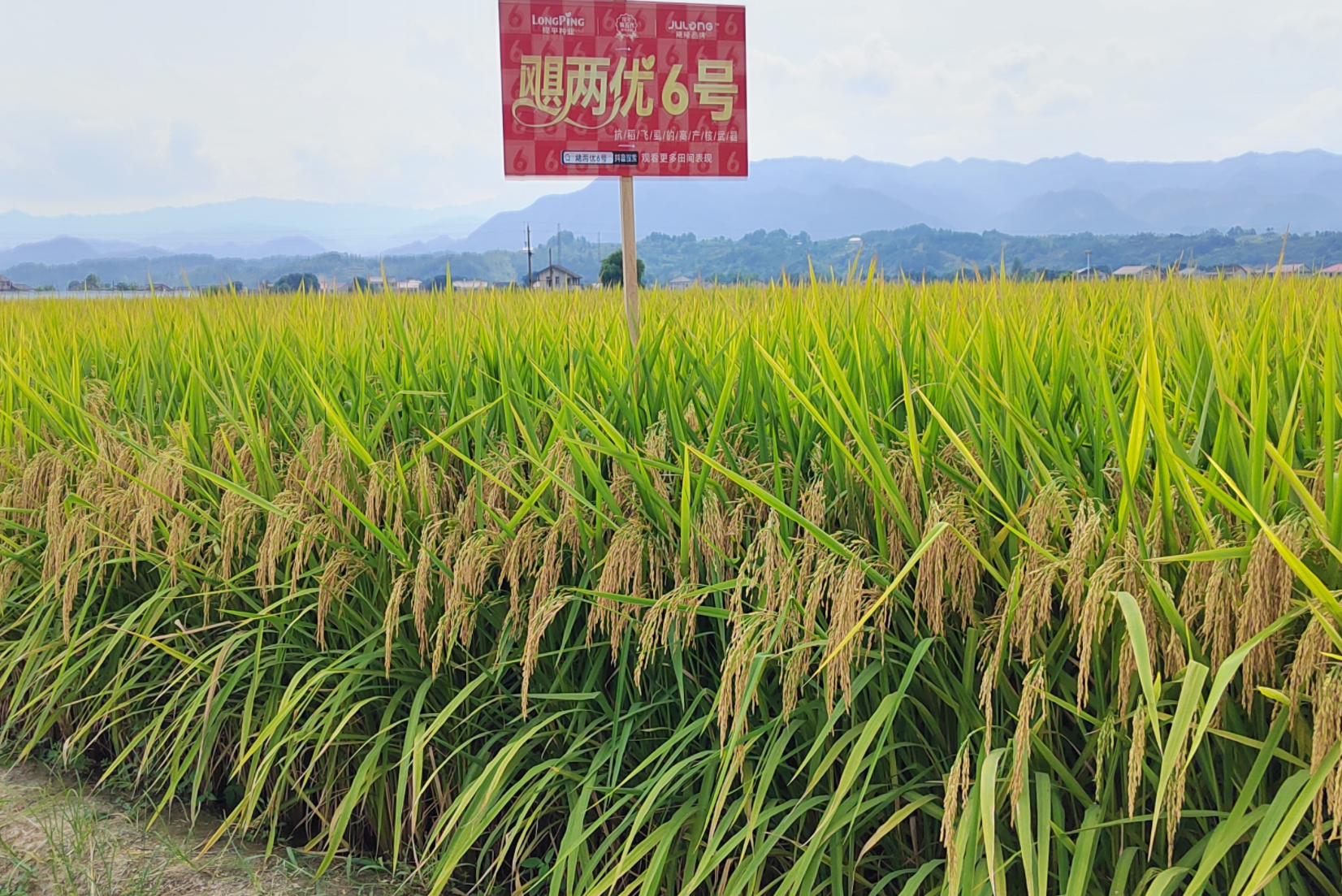 颶兩優6號——抗稻飛虱